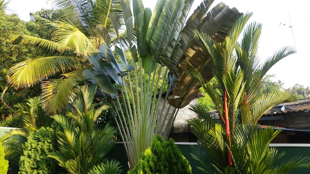 Coral Palm Villa And Apartment Унаватуна Экстерьер фото